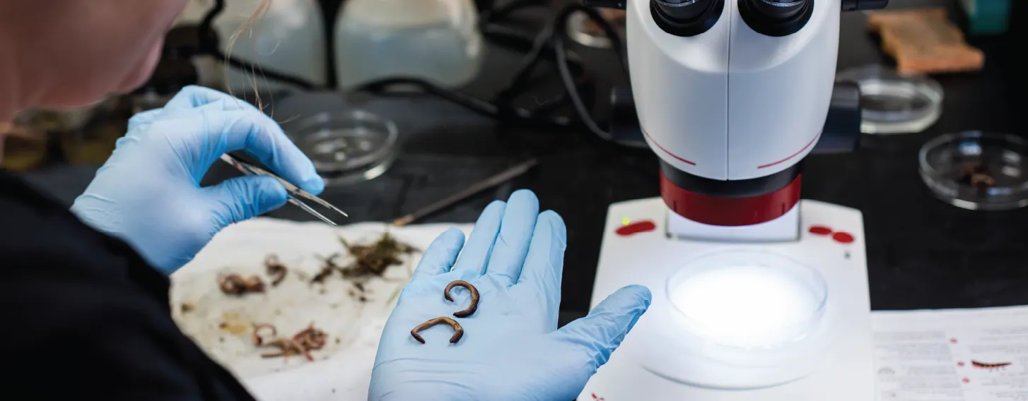 Gloved hand holding slugs next to microscope.